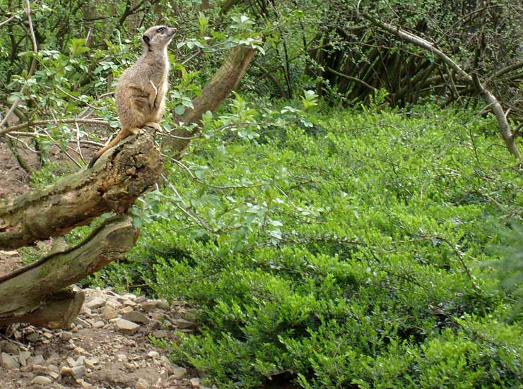 Erdmännchen im Zoo Wuppertal im April 2008