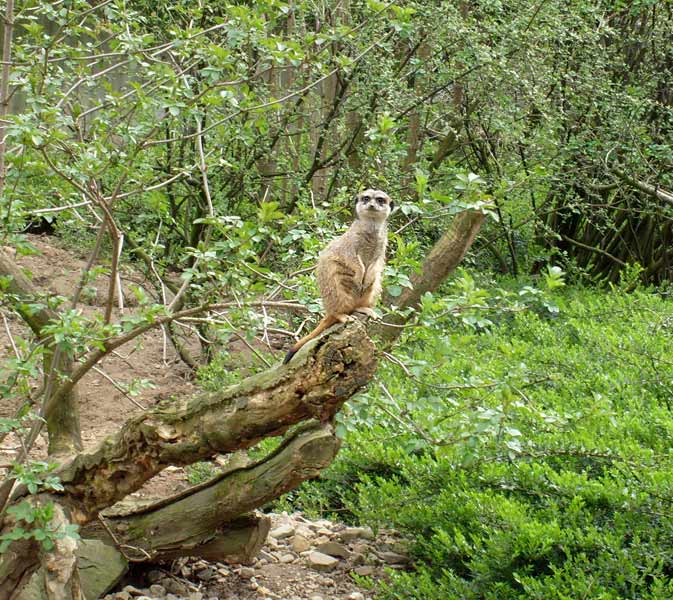 Erdmännchen im Zoologischen Garten Wuppertal im April 2008