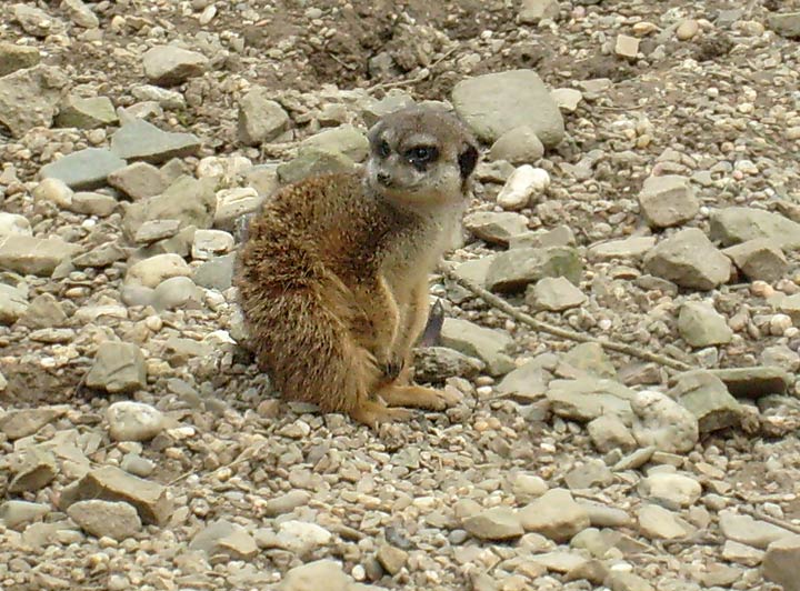 Erdmännchen im Wuppertaler Zoo im April 2008