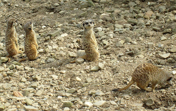 Erdmännchen im Wuppertaler Zoo im April 2008