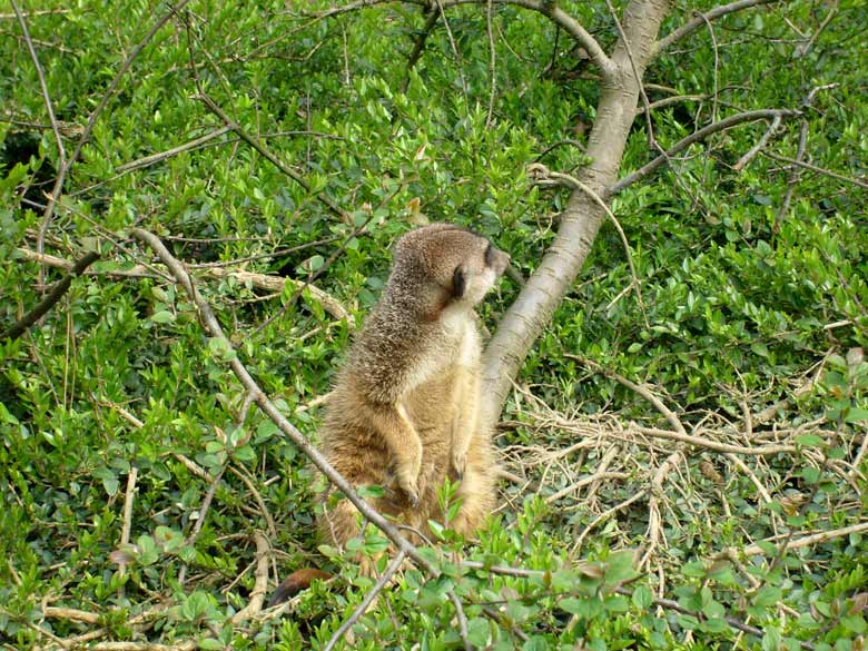 Erdmännchen im Wuppertaler Zoo im April 2008