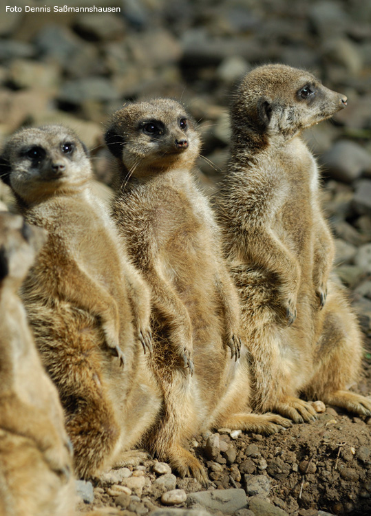 Erdmännchen im Zoologischen Garten Wuppertal im August 2008 (Foto Dennis Saßmannshausen)