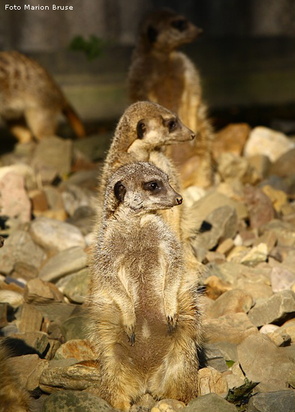 Erdmännchen im Zoo Wuppertal im Oktober 2008 (Foto Marion Bruse)