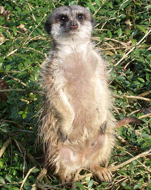 Erdmännchen im Zoo Wuppertal im März 2009