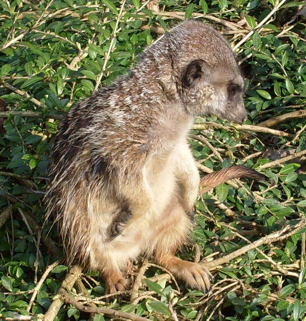 Erdmännchen im Zoologischen Garten Wuppertal im März 2009