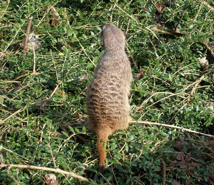 Erdmännchen im Wuppertaler Zoo im März 2009