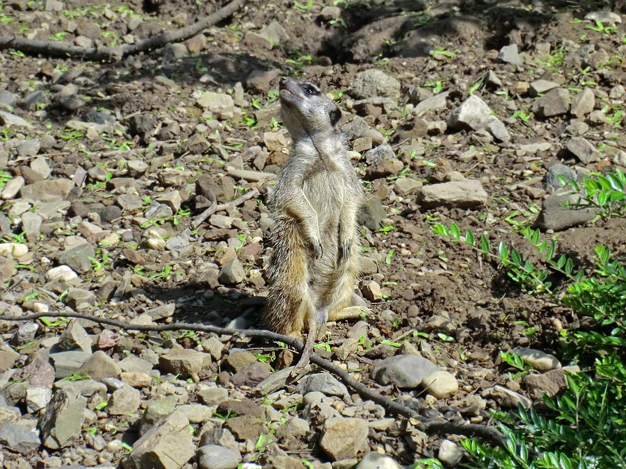 Erdmännchen im Zoologischen Garten Wuppertal im April 2011