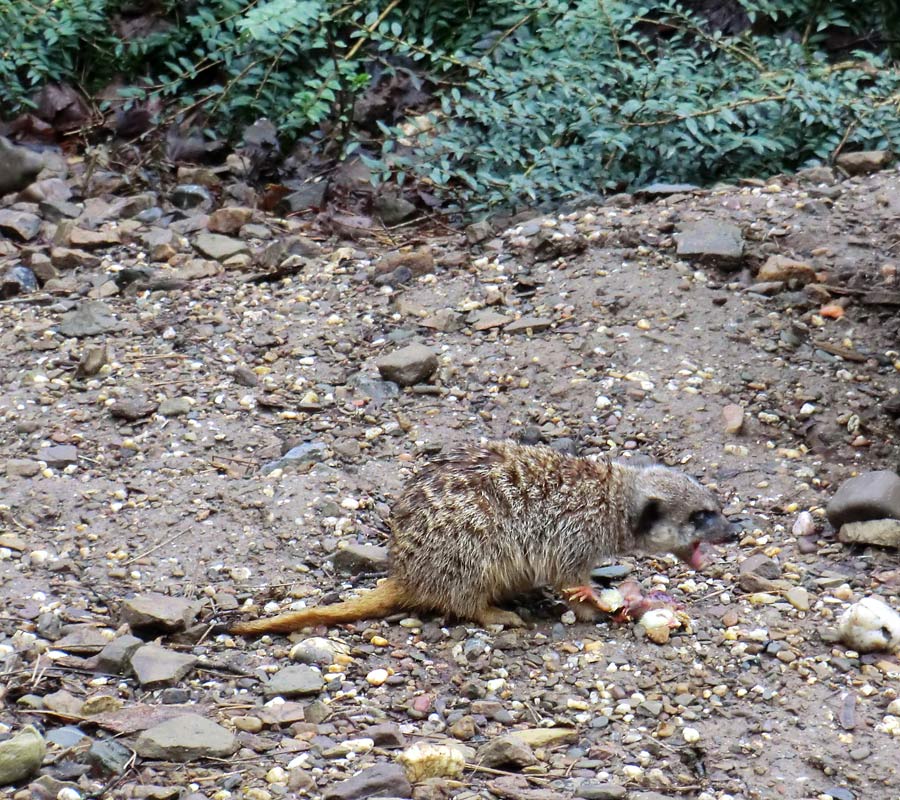 Erdmännchen im Zoo Wuppertal im Februar 2012