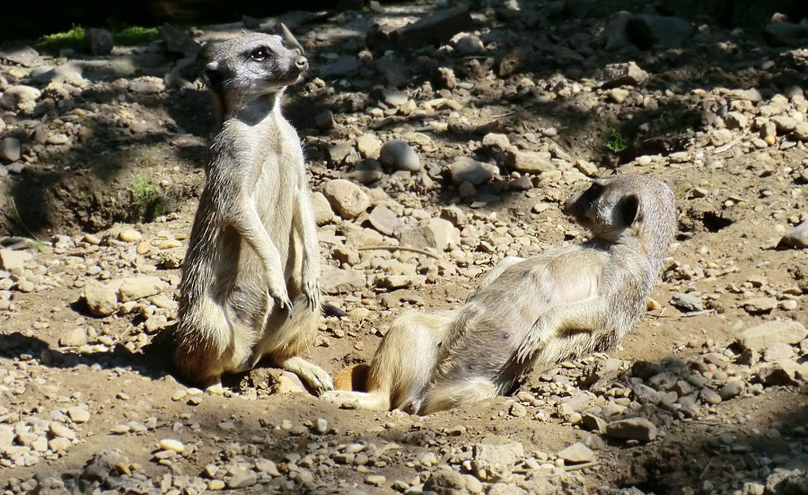 Erdmännchen im Zoologischen Garten Wuppertal im Juli 2012