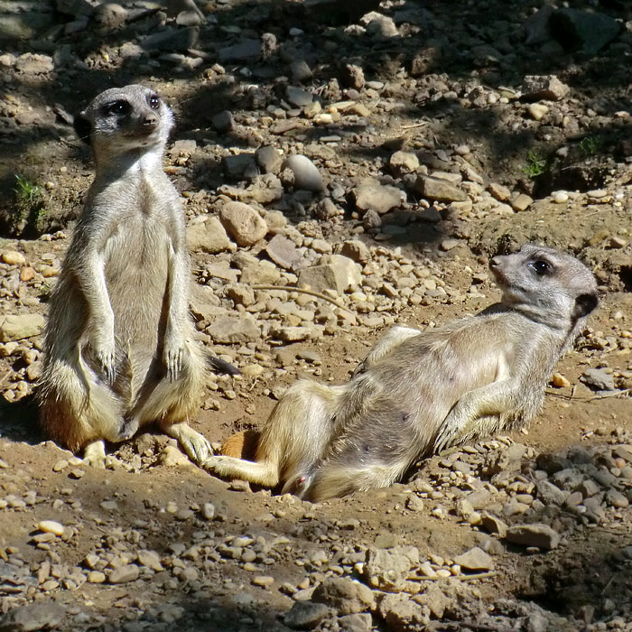 Erdmännchen im Wuppertaler Zoo im Juli 2012