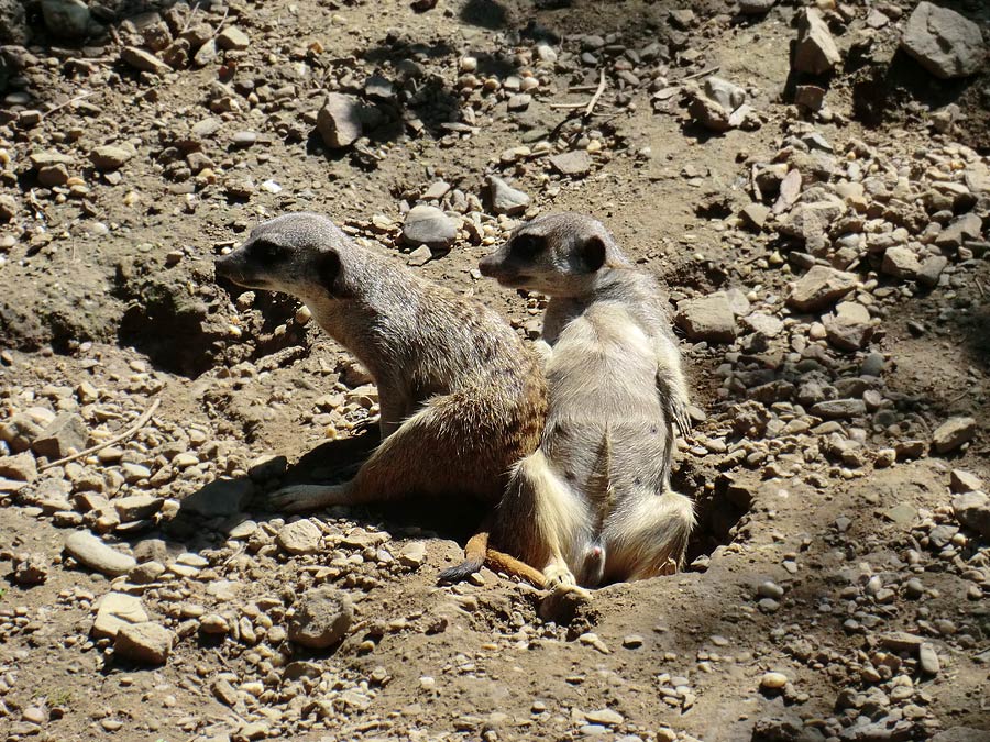 Erdmännchen im Zoo Wuppertal im Juli 2012