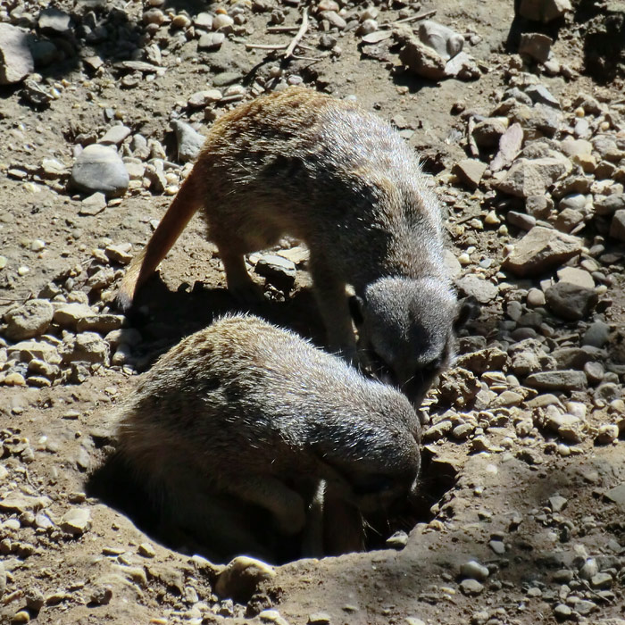 Erdmännchen im Wuppertaler Zoo im Juli 2012