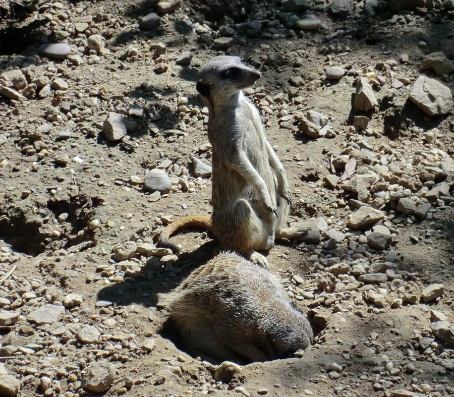 Erdmännchen im Zoologischen Garten Wuppertal im Juli 2012