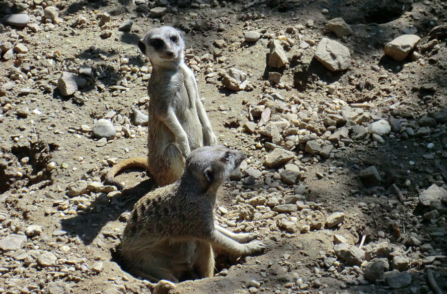 Erdmännchen im Wuppertaler Zoo im Juli 2012