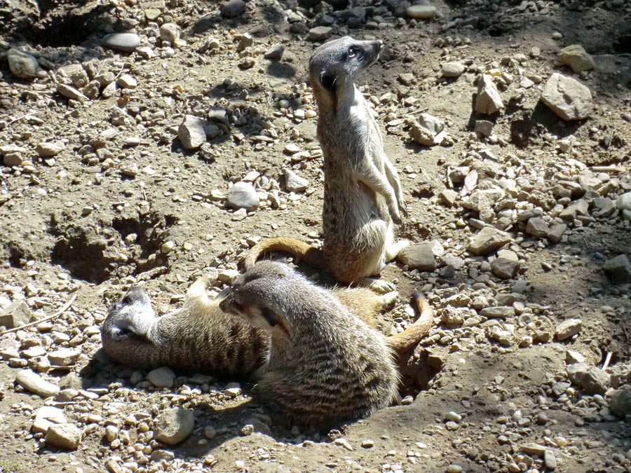 Erdmännchen im Zoo Wuppertal im Juli 2012