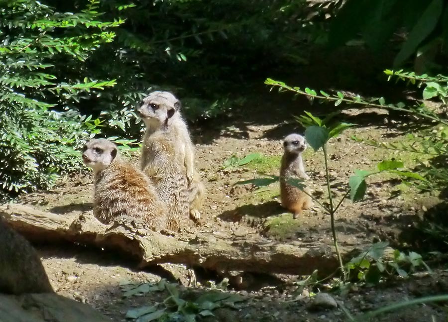 Erdmännchen im Zoo Wuppertal im Mai 2014