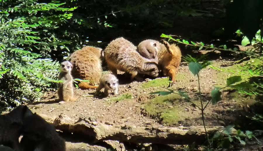 Erdmännchen im Wuppertaler Zoo im Mai 2014