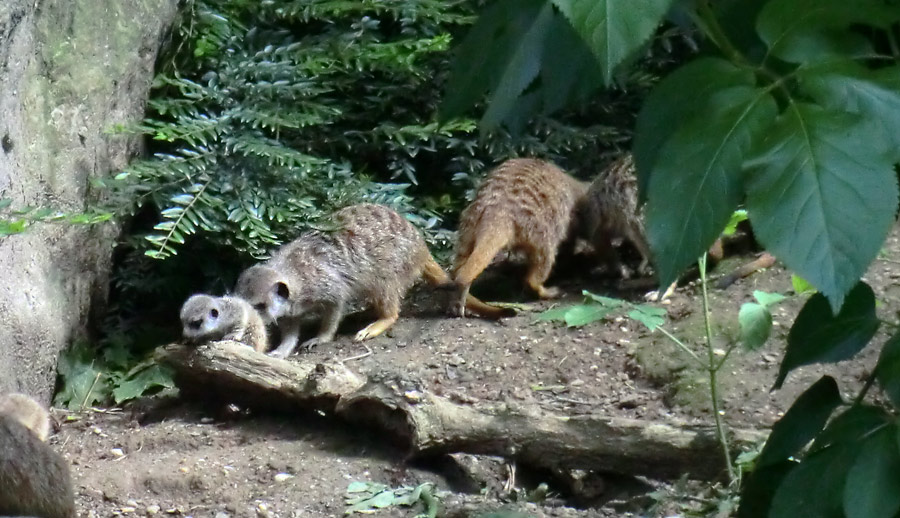 Erdmännchen im Zoologischen Garten Wuppertal im Mai 2014