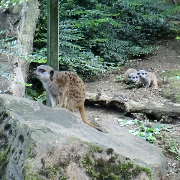 Erdmännchen im Wuppertaler Zoo im Mai 2014