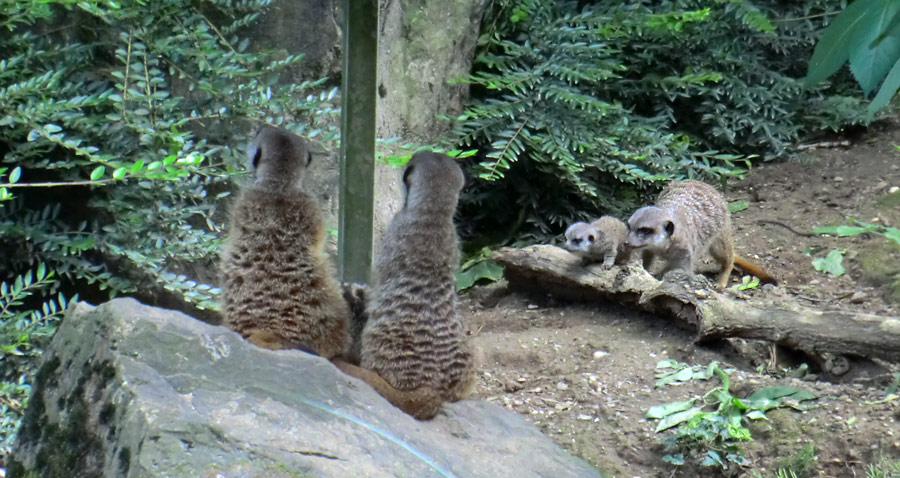 Erdmännchen im Zoologischen Garten Wuppertal im Mai 2014