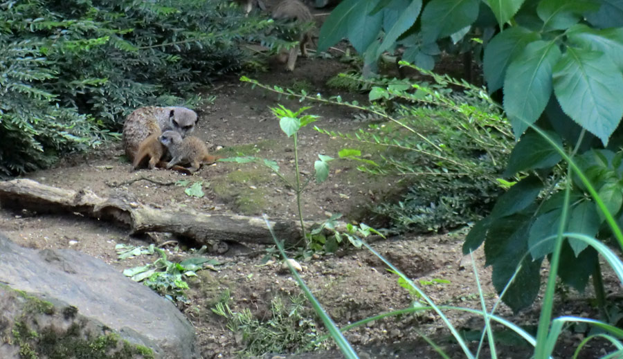 Erdmännchen im Wuppertaler Zoo im Mai 2014