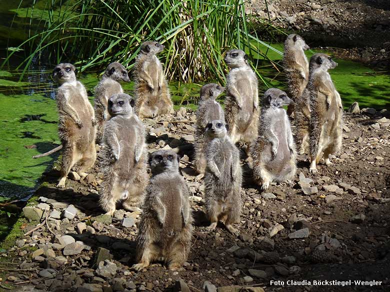 Erdmännchen am 24. August 2014 auf der Außenanlage im Wuppertaler Zoo (Foto Claudia Böckstiegel-Wengler)