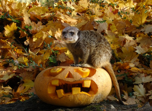 Ein Erdmännchen auf einem "Halloween-Kürbis" am 31. Oktober 2015 im Zoologischen Garten der Stadt Wuppertal