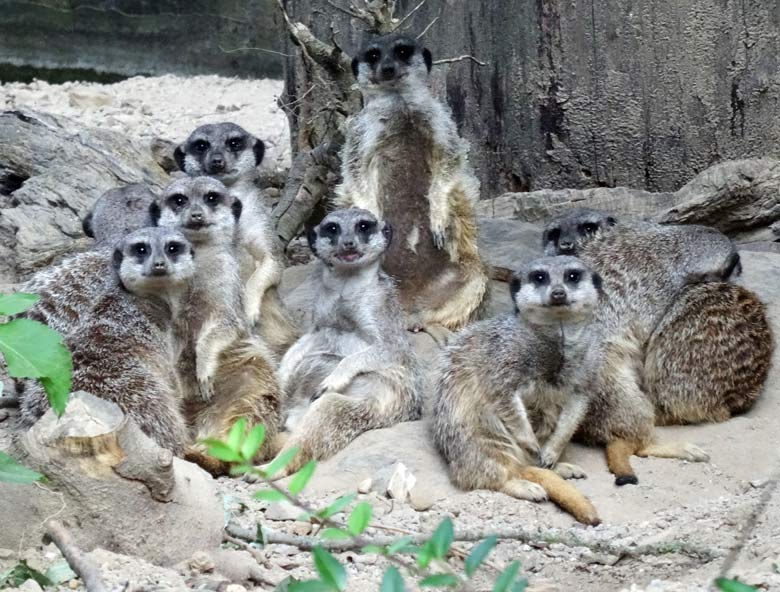 Erdmännchen am 24. September 2016 im Zoologischen Garten der Stadt Wuppertal