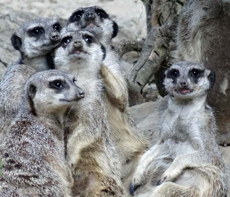 Erdmännchen am 24. September 2016 im Grünen Zoo Wuppertal