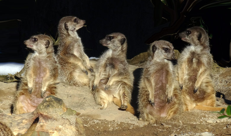 Erdmännchen am 21. Januar 2017 im Zoologischen Garten Wuppertal