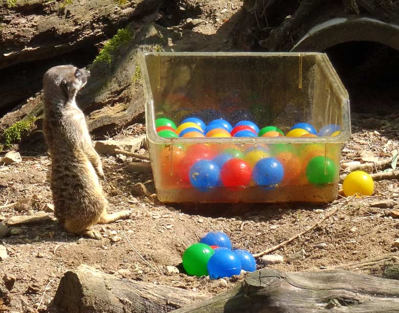 Erdmännchen neben bunten Bällen am 17. April 2017 im Wuppertaler Zoo