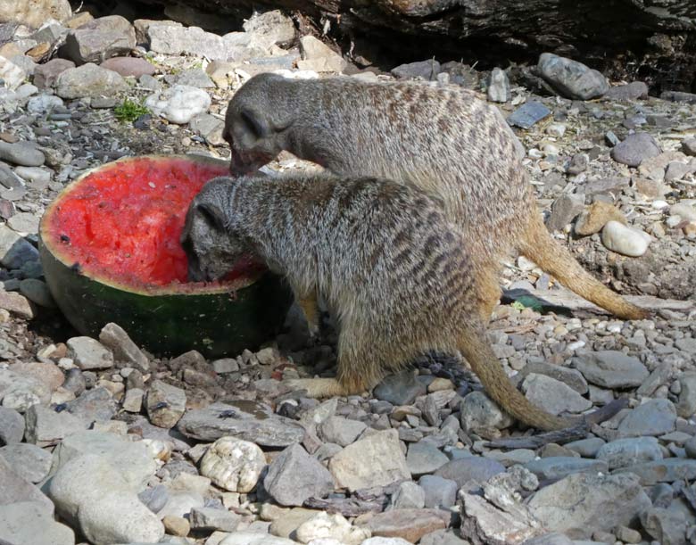 Erdmännchen am 30. Juli 2017 im Zoologischen Garten der Stadt Wuppertal