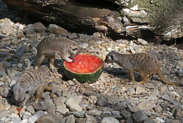 Erdmännchen am 30. Juli 2017 im Wuppertaler Zoo