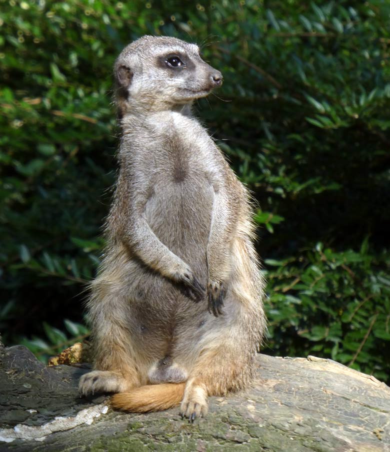 Ein Erdmännchen hielt am 30. Juli 2017 im Grünen Zoo Wuppertal Ausschau nach Feinden