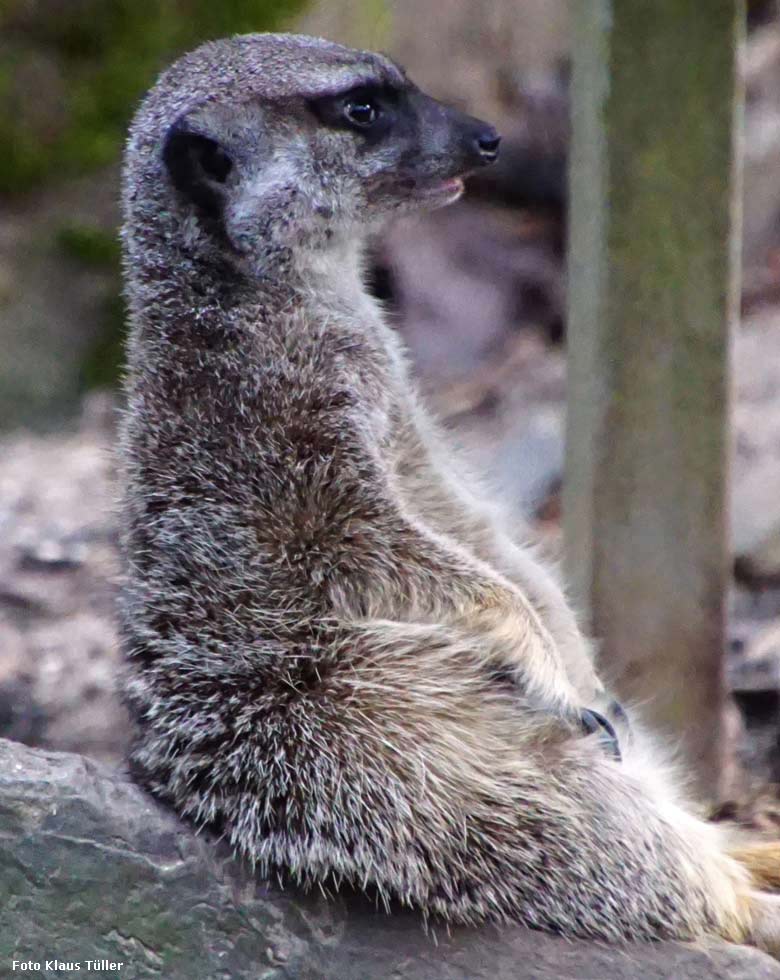 Erdmännchen am 16. Dezember 2017 im Zoologischen Garten der Stadt Wuppertal (Foto Klaus Tüller)