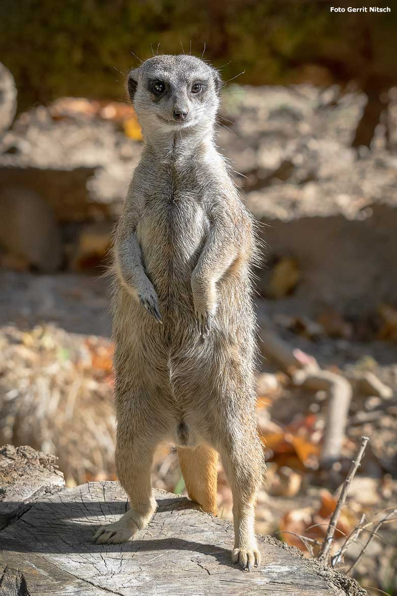 Erdmännchen am 17. Oktober 2018 auf der Zoologischen Garten Wuppertal (Foto Gerrit Nitsch)