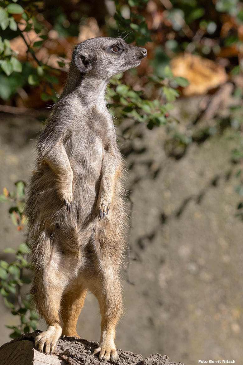 Erdmännchen am 17. Oktober 2018 auf der Außenanlage im Zoo Wuppertal (Foto Gerrit Nitsch)