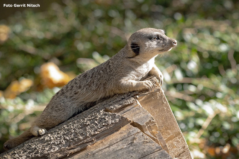 Erdmännchen am 17. Oktober 2018 auf der Außenanlage im Grünen Zoo Wuppertal (Foto Gerrit Nitsch)