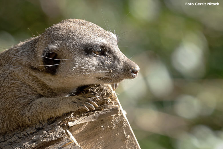 Erdmännchen am 17. Oktober 2018 auf der Außenanlage im Wuppertaler Zoo (Foto Gerrit Nitsch)