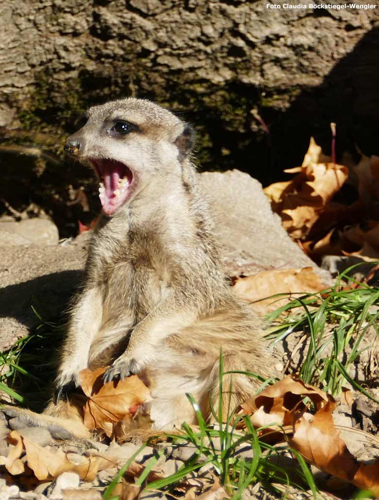 Erdmännchen am 20. Oktober 2018 im Grünen Zoo Wuppertal (Foto Claudia Böckstiegel-Wengler)