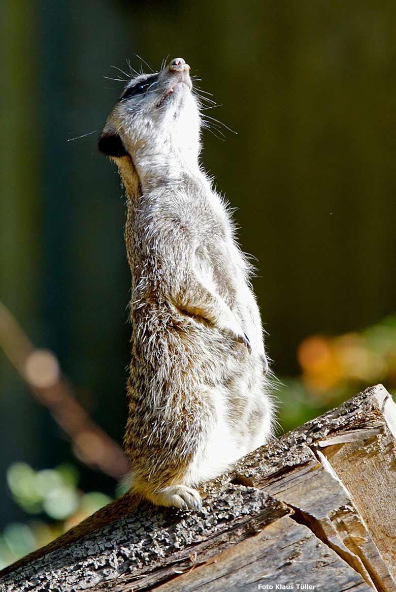 Erdmännchen am 20. Oktober 2018 auf der Außenanlage im Grünen Zoo Wuppertal (Foto Klaus Tüller)