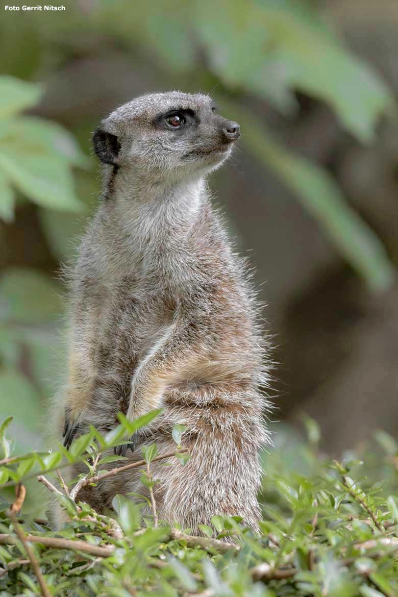 Erdmännchen am 14. September 2019 auf der Außenanlage im Grünen Zoo Wuppertal (Foto Gerrit Nitsch)