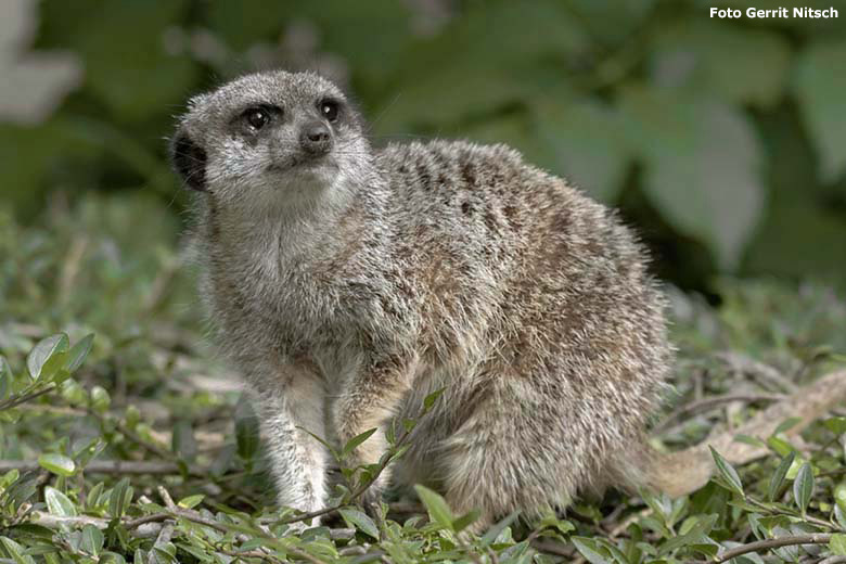 Erdmännchen am 14. September 2019 auf der Außenanlage im Zoo Wuppertal (Foto Gerrit Nitsch)