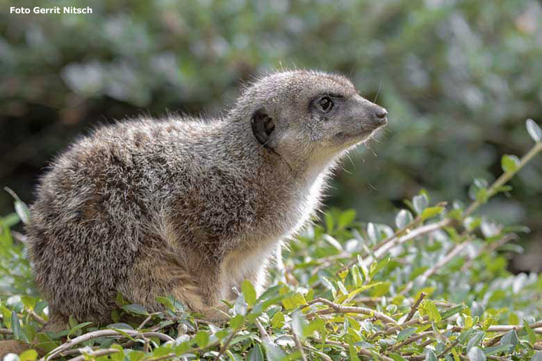 Erdmännchen am 14. September 2019 auf der Außenanlage im Wuppertaler Zoo (Foto Gerrit Nitsch)