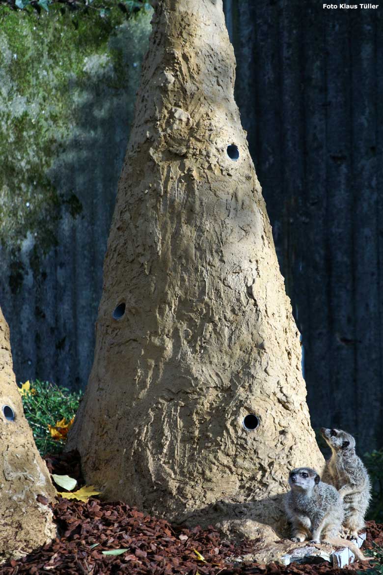 Erdmännchen am "Termitenhügel" am 16. November 2019 auf der Außenanlage im Zoo Wuppertal (Foto Klaus Tüller)