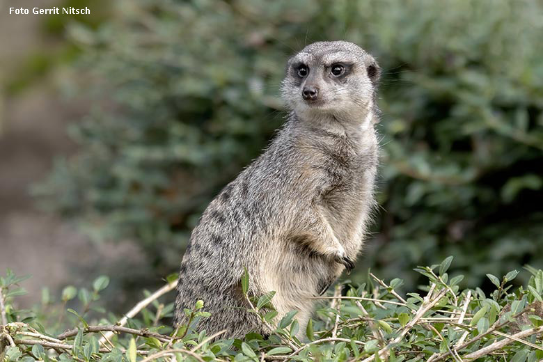 Erdmännchen am 21. Dezember 2019 auf der Außenanlage im Grünen Zoo Wuppertal (Foto Gerrit Nitsch)