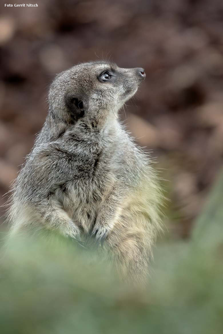 Erdmännchen am 21. Dezember 2019 auf der Außenanlage im Zoologischen Garten Wuppertal (Foto Gerrit Nitsch)