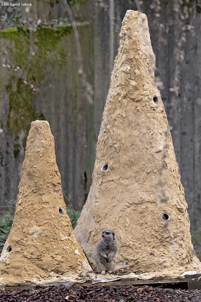 Erdmännchen am 21. Dezember 2019 zwischen den Termitenhügeln auf der Außenanlage im Wuppertaler Zoo (Foto Gerrit Nitsch)