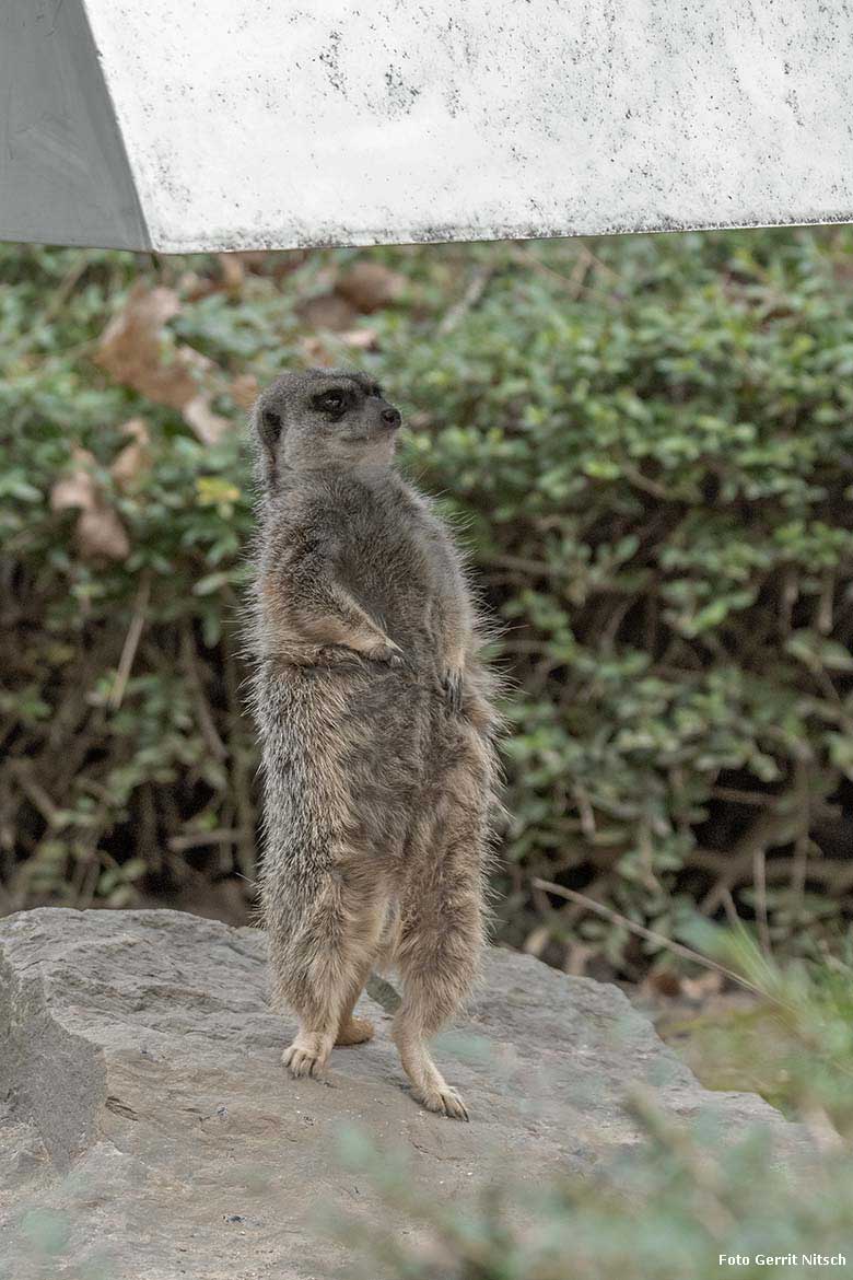 Erdmännchen am 21. Dezember 2019 unter der Wärmehaube auf der Außenanlage im Grünen Zoo Wuppertal (Foto Gerrit Nitsch)