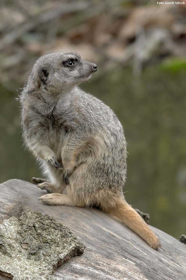 Erdmännchen am 21. Dezember 2019 auf der Außenanlage im Zoologischen Garten der Stadt Wuppertal (Foto Gerrit Nitsch)